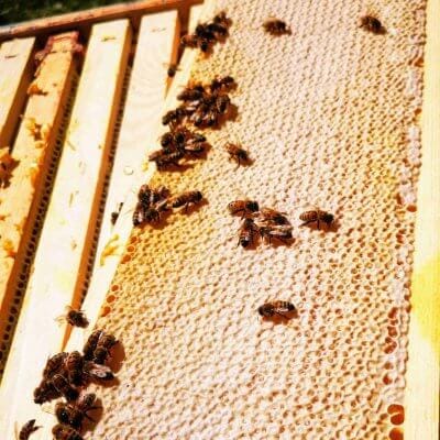 Uzmanību! Iesācēju biškopis 3 pirmais medus