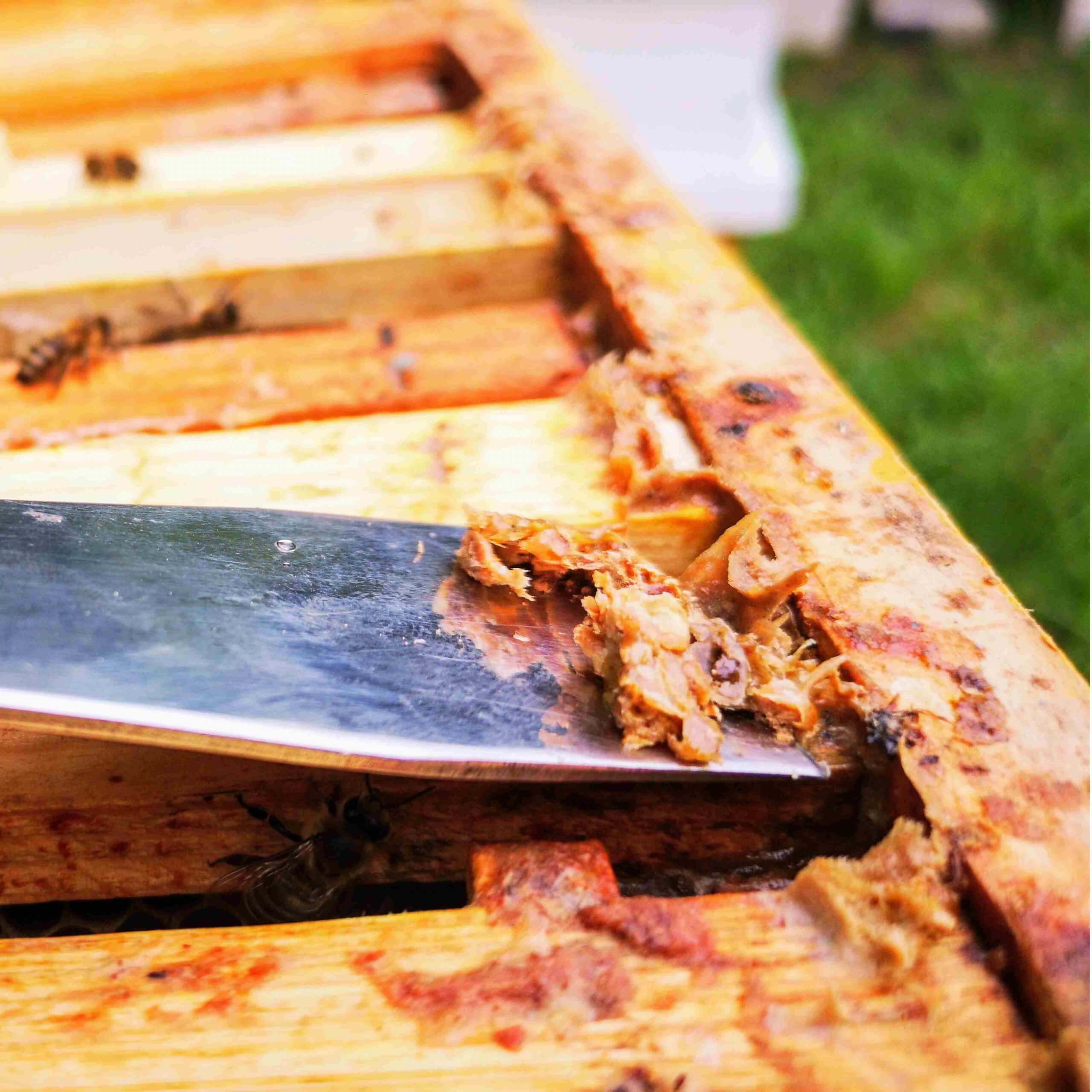 Kas yra propolis (bičių pikis), kokia jo nauda mums ir kaip jį vartoti 1 bičių pikio vartojimas